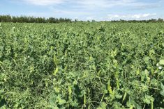 Healthy field peas thrive in a Manitoba field. 
