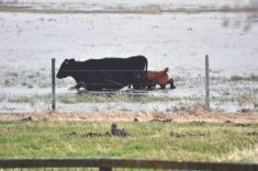 A cow leads her calf to higher ground near Vogar, Man., in 2011 as Lake Manitoba over flows onto surrounding ranch land.
