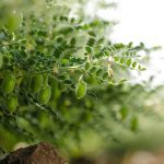 Chickpeas in India. (Nikhil Patil/iStock/Getty Images)
