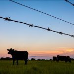 Throughout history, barbed wire has been important in protecting range rights.  Photo: Jacqueline Nix/iStock/Getty Images Plus
