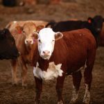 Atypical interstitial pneumonia (AIP) before they see it is a deadly disease that often plagues cattle in feedlots, but the cause of this illness is largely a mystery.  Photo: Canada Beef
