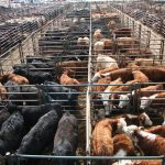 The Alberta barley market is expected to strengthen by $30 to $40 per tonne over the next couple of months, which may have tempered the upside for 700 pound and heavier feeder replacements. 