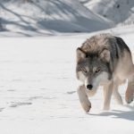 Wolf predation is a
key issue facing livestock producers across Manitoba.