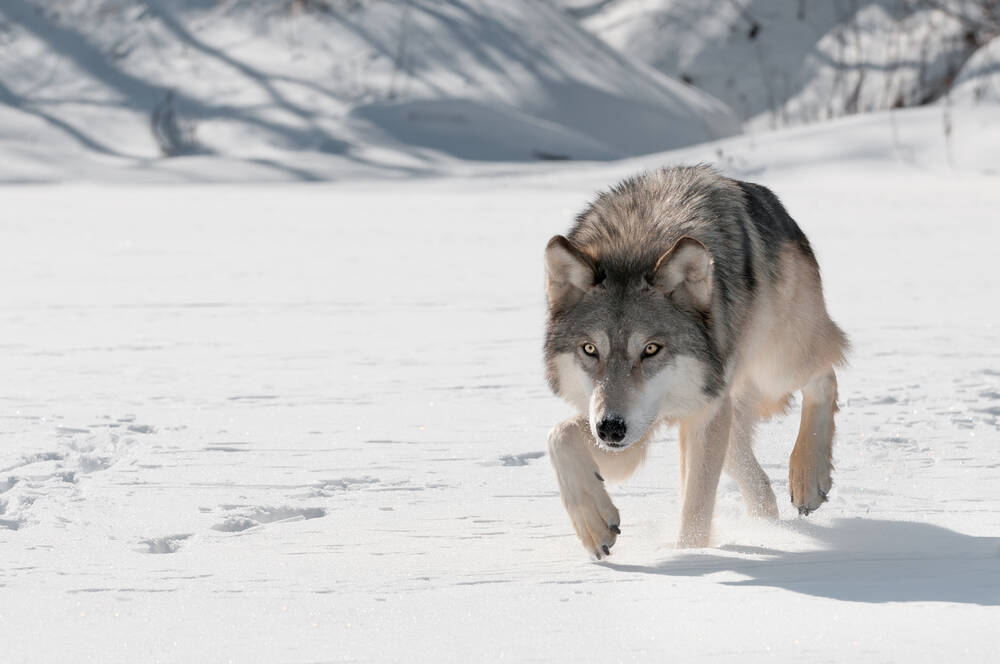 Wolf predation is a 
key issue facing livestock producers across Manitoba. 