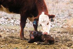 Keep on top of pain this calving season: What the beef producer should know about pain management