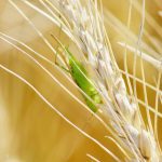 A grasshopper nymph sits on a wheat head in late summer. Manitoba’s wet start to the season likely helped beat back grasshopper populations this year. 