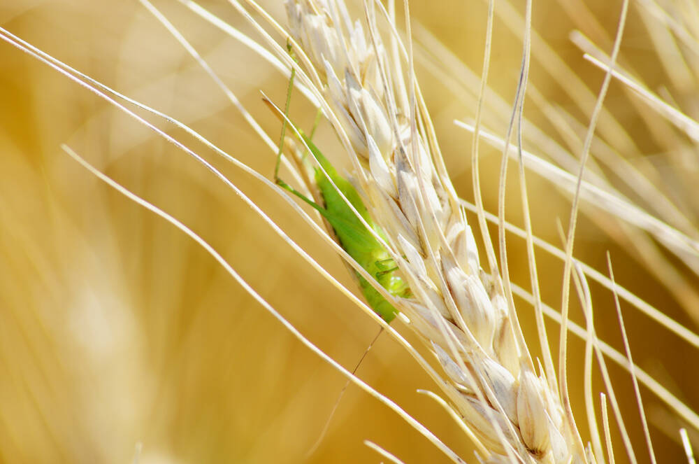 A grasshopper nymph sits on a wheat head in late summer. Manitoba’s wet start to the season likely helped beat back grasshopper populations this year. 