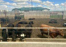 Under previous set-aside programs, finishing feedlot operators fed and maintained set-aside cattle with the financial support of government.