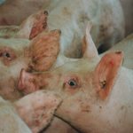 Forward contracting for hogs was suspended when the current tariff crisis began to emerge, and industry leaders aren’t sure when it might resume. 