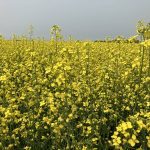 Canadian canola blooms on the Prairies in summer 2024.