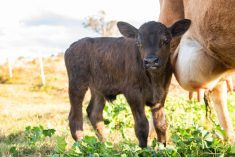 Pheromone product promises to keep cattle calmer