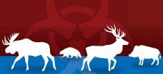 <p>There’s not much evidence now, but a U.S. report suggests that chronic wasting disease spillover risk deserves attention.