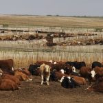 (Photo courtesy Canada Beef Inc.)
