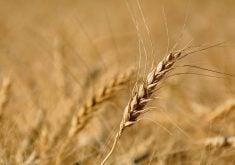 Patty Rosher, former assistant chief commissioner of the Canadian Grain Commission, said things turned south in September 2022 when Agriculture Canada’s director general of human resources informed her that she was being investigated for allegations of inappropriate behaviour.