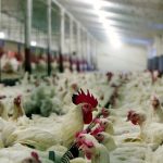 Chickens in a free run barn.