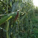 Manitoba corn acres saw stellar year in 2024