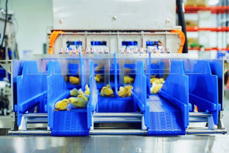 Targan’s WingScan technology allows chicks 
to be sexed without human intervention. 
