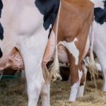 The U.S. dairy sector has been trying to get a handle on infections of highly pathogenic avian influenza since herds started falling ill last year.