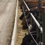 (Photo courtesy Canada Beef Inc.)
