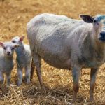 Less is more for lamb litter size