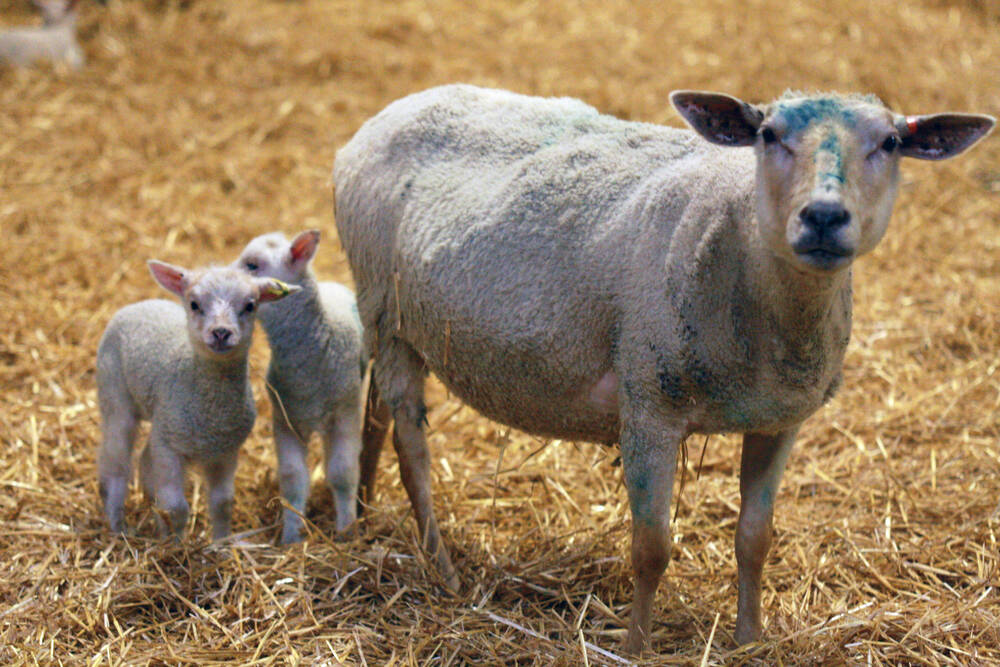 Less is more for lamb litter size