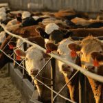 (Photo courtesy Canada Beef Inc.)
