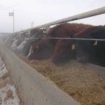 Feeder cattle market recovers on healthy margins