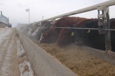 Feeder cattle market recovers on healthy margins