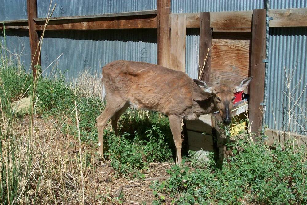 A deer shows signs of chronic wasting disease (CWD). The Province of Manitoba says that it has streamlined CWD testing, widened hunting zones, and detected four new cases this season. 