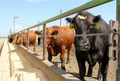 This image has an empty alt attribute; its file name is 86949_web1_gw_alta_feedlot_D57_2-IMG_7945-413x280.jpeg
