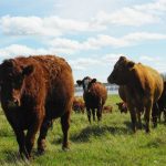 Canadian beef producers, like other agricultural industries in Canada, are worried about 25 per cent tariffs threatened by the U.S.