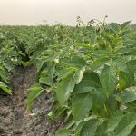 A potato crop grows near Elie, Man., in July.