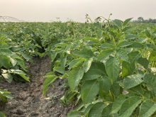 A potato crop grows near Elie, Man., in July.