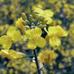 The Canadian canola market is facing down international trade tensions and tariffs at the end of February 2025.