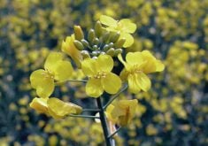 The Canadian canola market is facing down international trade tensions and tariffs at the end of February 2025.