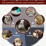 This poster runs down the signs and symptoms of foot
and mouth disease.