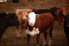 Atypical interstitial pneumonia (AIP) before they see it is a deadly disease that often plagues cattle in feedlots, but the cause of this illness is largely a mystery.  Photo: Canada Beef