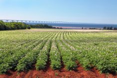 File photo of a P.E.I. potato field against the backdrop of the Confederation Bridge. (Onepony/iStock/Getty Images)
