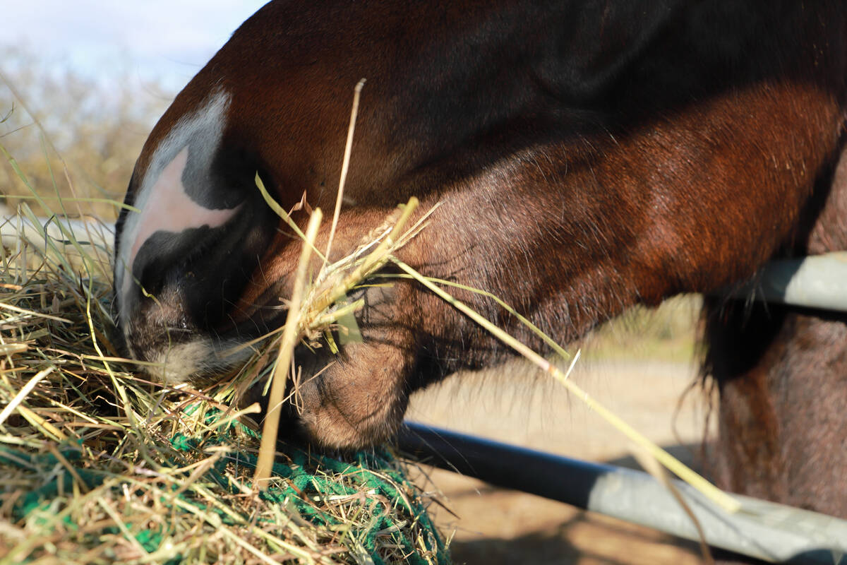 The art of slow feeding horses