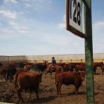 (Photo courtesy Canada Beef Inc.)
