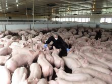 Diseases like African swine fever have increased the need for biosecurity preparedness in Canada. PHOTO: CANADIAN PORK