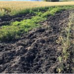 Wild pigs can cause significant damage to fields and pastures as they root for food.