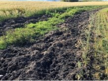 Wild pigs can cause significant damage to fields and pastures as they root for food.