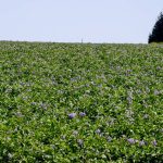Ontario growers struggled after a late blight epidemic in 2023, but preemptive strategies kept the fungal disease at bay in 2024.