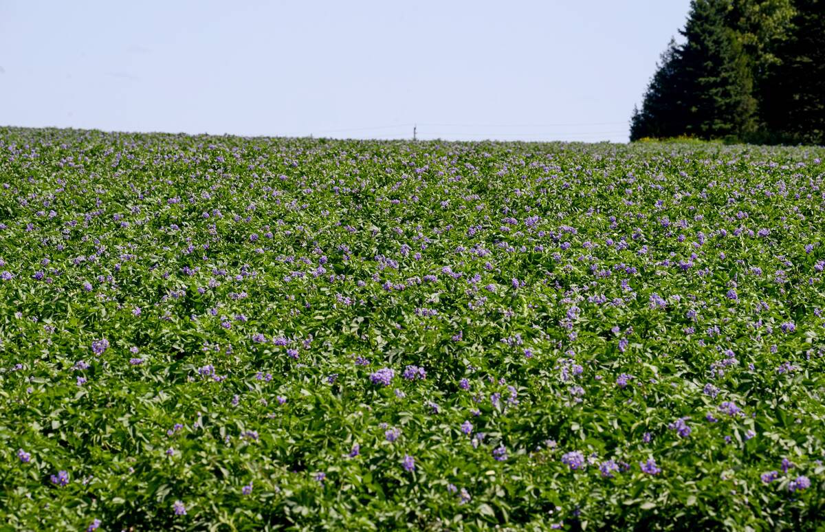 Ontario growers struggled after a late blight epidemic in 2023, but preemptive strategies kept the fungal disease at bay in 2024. 