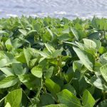 A soybean crop in Manitoba’s Interlake in 2022.  Photo: Greg Berg
