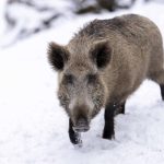 The spread of wild pigs on the Canadian Prairies has sparked concern around the invasive species and its potential damage to agriculture and local ecosystems.