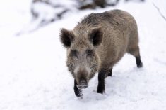 The spread of wild pigs on the Canadian Prairies has sparked concern around the invasive species and its potential damage to agriculture and local ecosystems. 
