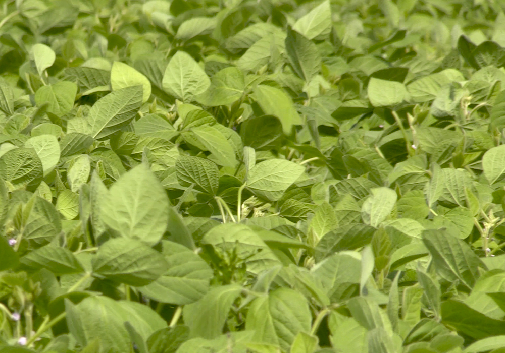 CBOT Weekly: Prices expected to slowly recover