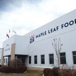 Maple Leaf touts business model success